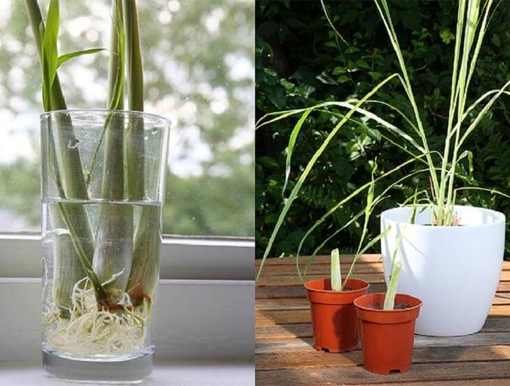 Trồng các loại rau gia vị để sử dụng tại nhà